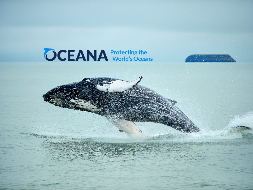 Whale breaching out of water with Oceana logo above