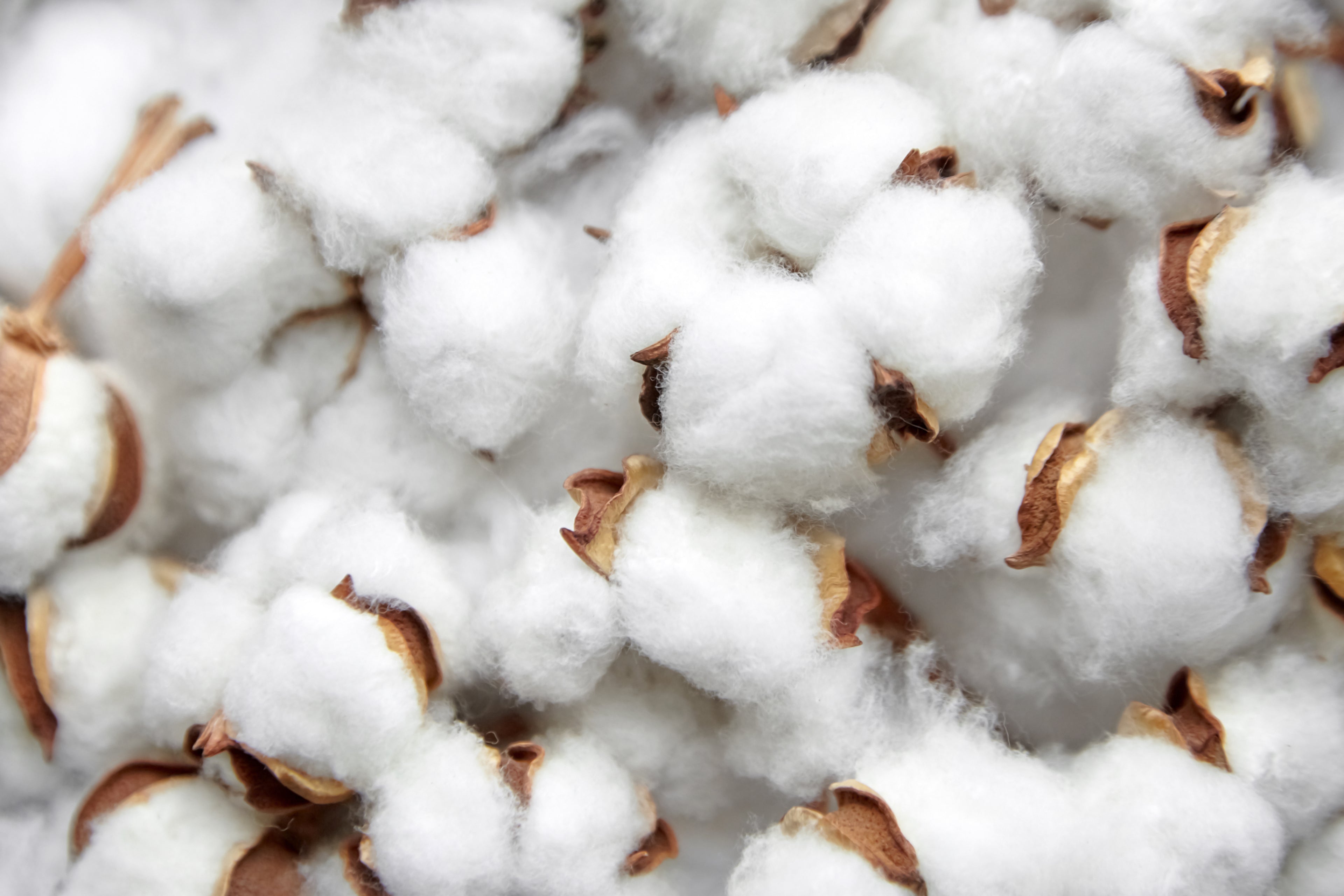 Close-up of cotton bolls with a white background