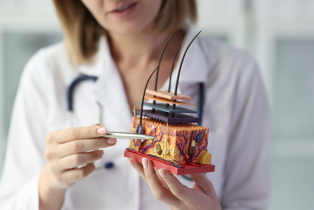 A medical professional examining a detailed anatomical model of human skin with a focus on layers and structures to show benefits of organic post-swim shirts