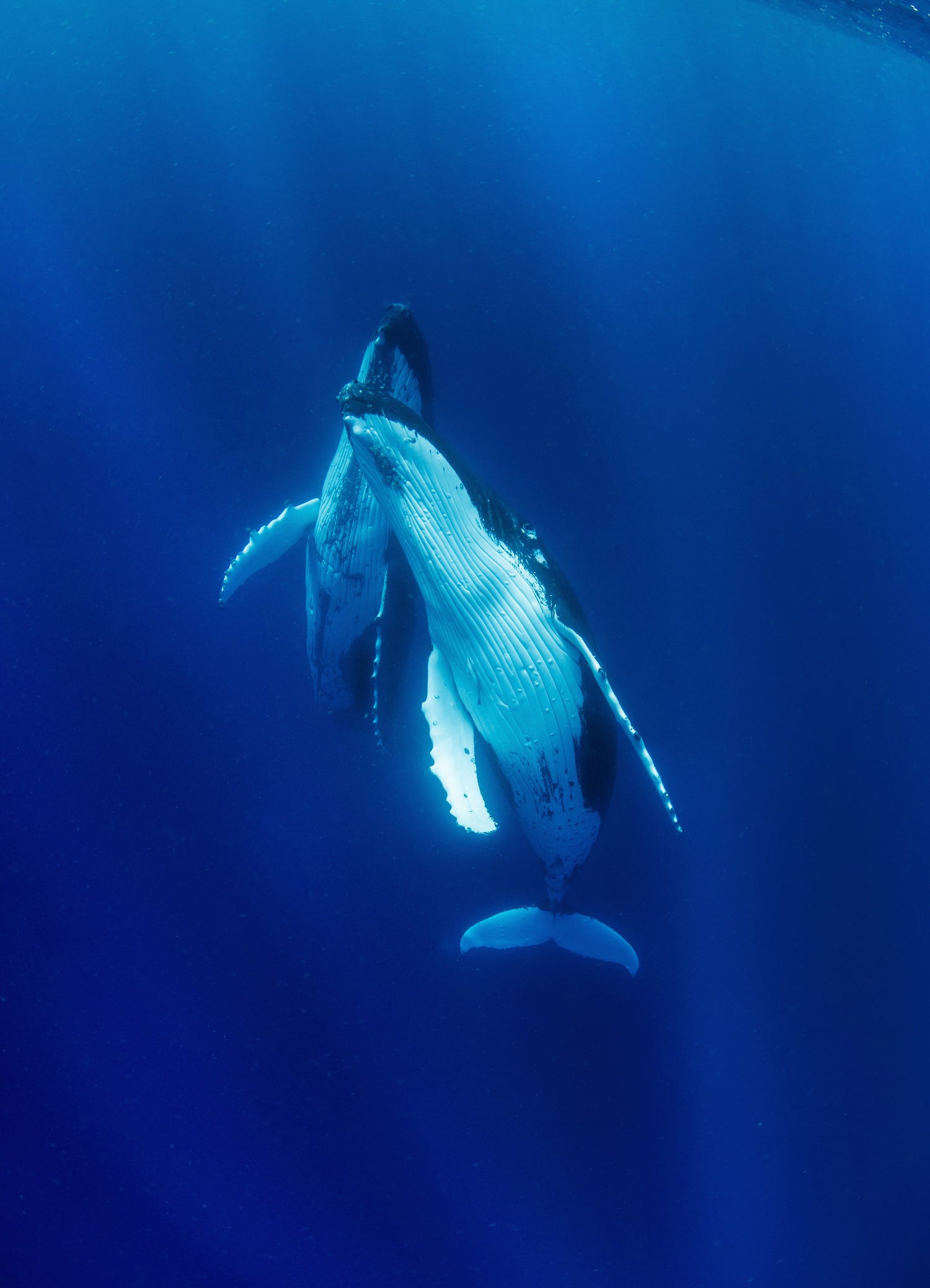 Whale underwater in deep blue water